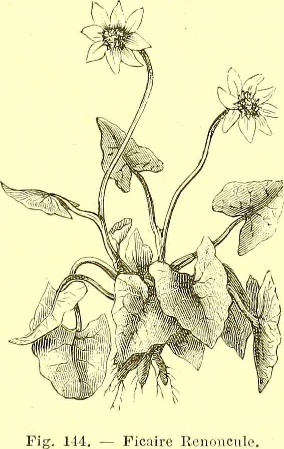 An illustration from Flore pittoresque de la France : anatomie, physiologie, classification, description des plantes indigènes et cultivées au point de vue de l'agriculture, de l'horticulture et de la sylviculture / publiée sous la direction de J. Rothschild., 1885, leaf 107