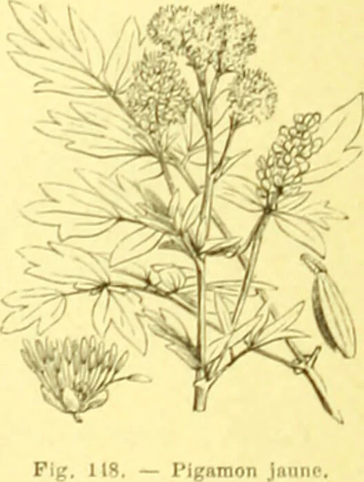 An illustration from Flore pittoresque de la France : anatomie, physiologie, classification, description des plantes indigènes et cultivées au point de vue de l'agriculture, de l'horticulture et de la sylviculture / publiée sous la direction de J. Rothschild., 1885, leaf 108