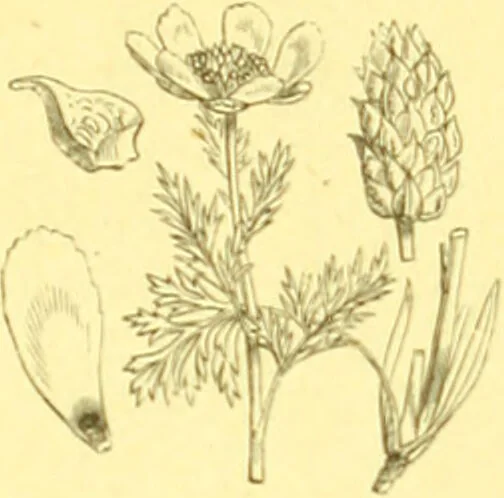 An illustration from Flore pittoresque de la France : anatomie, physiologie, classification, description des plantes indigènes et cultivées au point de vue de l'agriculture, de l'horticulture et de la sylviculture / publiée sous la direction de J. Rothschild., 1885, leaf 108