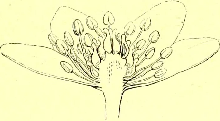 An illustration from Flore pittoresque de la France : anatomie, physiologie, classification, description des plantes indigènes et cultivées au point de vue de l'agriculture, de l'horticulture et de la sylviculture / publiée sous la direction de J. Rothschild., 1885, leaf 109