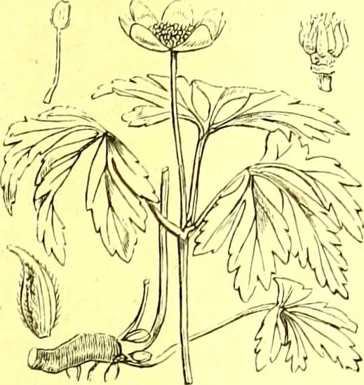 An illustration from Flore pittoresque de la France : anatomie, physiologie, classification, description des plantes indigènes et cultivées au point de vue de l'agriculture, de l'horticulture et de la sylviculture / publiée sous la direction de J. Rothschild., 1885, leaf 109