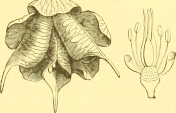 An illustration from Flore pittoresque de la France : anatomie, physiologie, classification, description des plantes indigènes et cultivées au point de vue de l'agriculture, de l'horticulture et de la sylviculture / publiée sous la direction de J. Rothschild., 1885, leaf 110