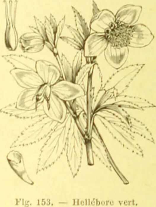 An illustration from Flore pittoresque de la France : anatomie, physiologie, classification, description des plantes indigènes et cultivées au point de vue de l'agriculture, de l'horticulture et de la sylviculture / publiée sous la direction de J. Rothschild., 1885, leaf 110