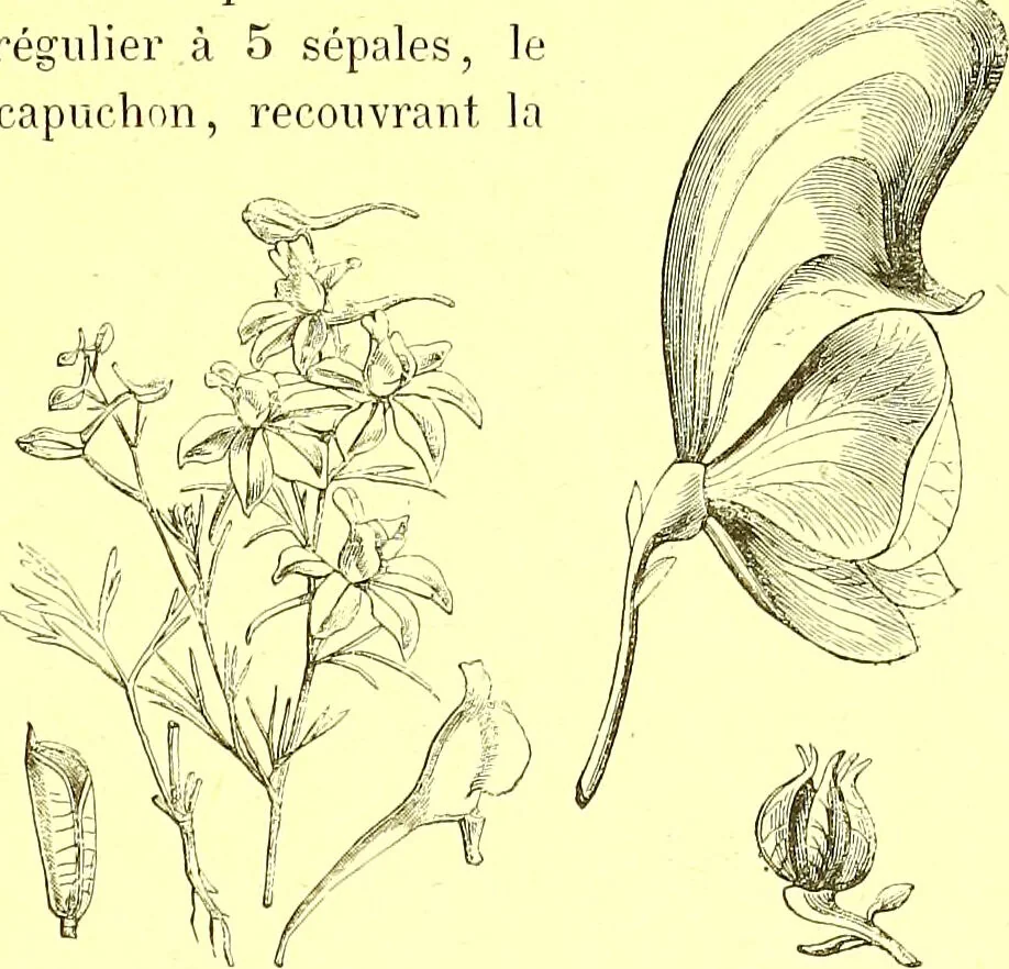 An illustration from Flore pittoresque de la France : anatomie, physiologie, classification, description des plantes indigènes et cultivées au point de vue de l'agriculture, de l'horticulture et de la sylviculture / publiée sous la direction de J. Rothschild., 1885, leaf 113