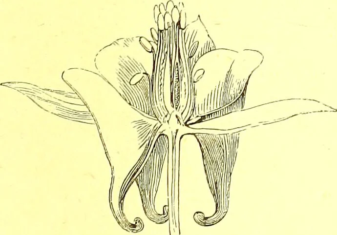 An illustration from Flore pittoresque de la France : anatomie, physiologie, classification, description des plantes indigènes et cultivées au point de vue de l'agriculture, de l'horticulture et de la sylviculture / publiée sous la direction de J. Rothschild., 1885, leaf 113