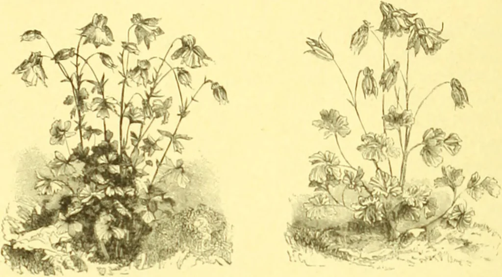 An illustration from Flore pittoresque de la France : anatomie, physiologie, classification, description des plantes indigènes et cultivées au point de vue de l'agriculture, de l'horticulture et de la sylviculture / publiée sous la direction de J. Rothschild., 1885, leaf 114