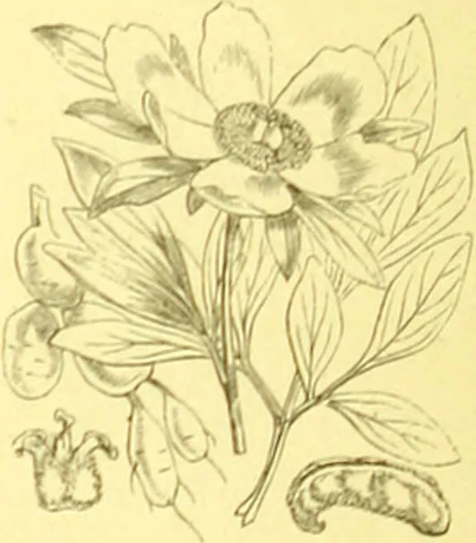 An illustration from Flore pittoresque de la France : anatomie, physiologie, classification, description des plantes indigènes et cultivées au point de vue de l'agriculture, de l'horticulture et de la sylviculture / publiée sous la direction de J. Rothschild., 1885, leaf 114