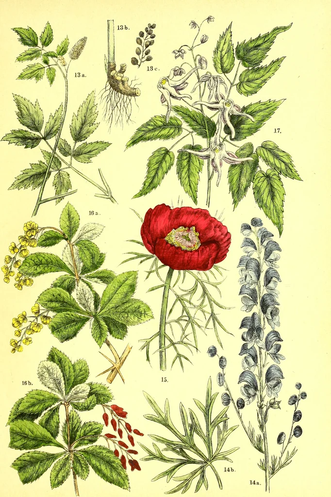 An illustration from Flore pittoresque de la France : anatomie, physiologie, classification, description des plantes indigènes et cultivées au point de vue de l'agriculture, de l'horticulture et de la sylviculture / publiée sous la direction de J. Rothschild., 1885, leaf 115