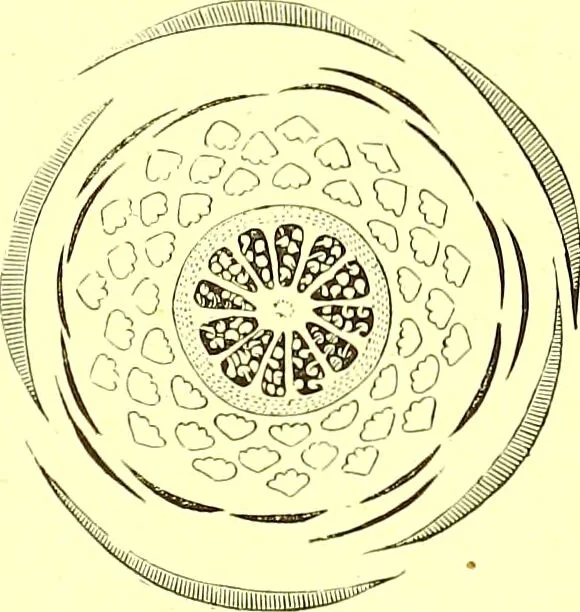 An illustration from Flore pittoresque de la France : anatomie, physiologie, classification, description des plantes indigènes et cultivées au point de vue de l'agriculture, de l'horticulture et de la sylviculture / publiée sous la direction de J. Rothschild., 1885, leaf 117
