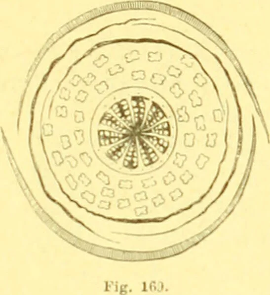 An illustration from Flore pittoresque de la France : anatomie, physiologie, classification, description des plantes indigènes et cultivées au point de vue de l'agriculture, de l'horticulture et de la sylviculture / publiée sous la direction de J. Rothschild., 1885, leaf 118
