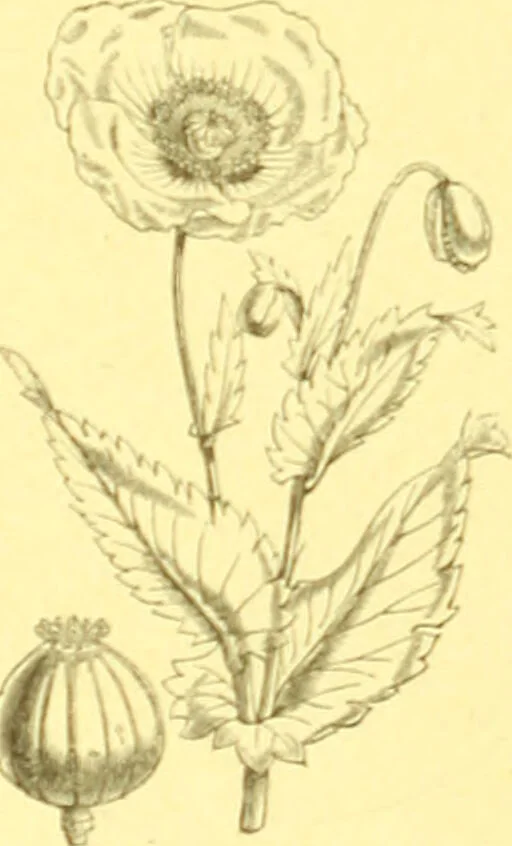 An illustration from Flore pittoresque de la France : anatomie, physiologie, classification, description des plantes indigènes et cultivées au point de vue de l'agriculture, de l'horticulture et de la sylviculture / publiée sous la direction de J. Rothschild., 1885, leaf 118