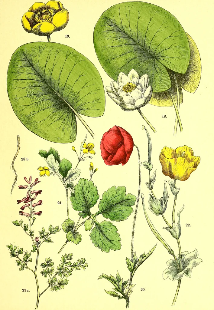 An illustration from Flore pittoresque de la France : anatomie, physiologie, classification, description des plantes indigènes et cultivées au point de vue de l'agriculture, de l'horticulture et de la sylviculture / publiée sous la direction de J. Rothschild., 1885, leaf 119