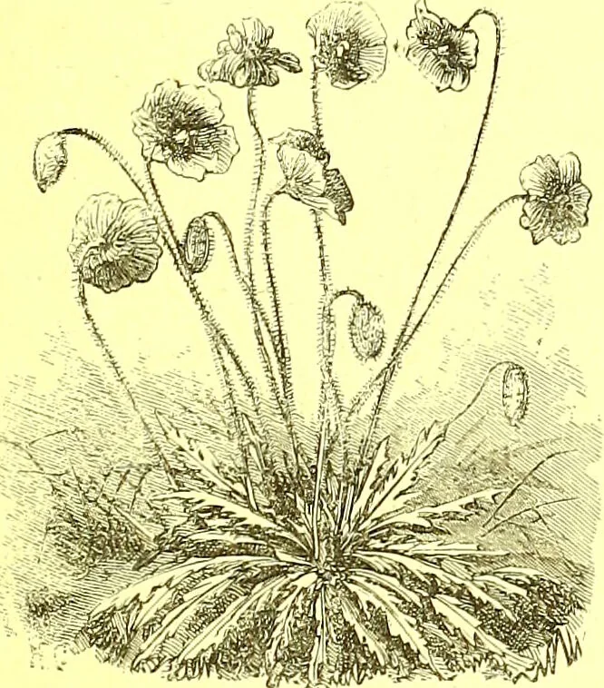 An illustration from Flore pittoresque de la France : anatomie, physiologie, classification, description des plantes indigènes et cultivées au point de vue de l'agriculture, de l'horticulture et de la sylviculture / publiée sous la direction de J. Rothschild., 1885, leaf 121