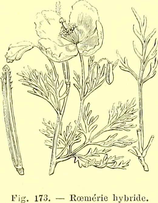 An illustration from Flore pittoresque de la France : anatomie, physiologie, classification, description des plantes indigènes et cultivées au point de vue de l'agriculture, de l'horticulture et de la sylviculture / publiée sous la direction de J. Rothschild., 1885, leaf 121
