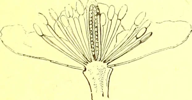 An illustration from Flore pittoresque de la France : anatomie, physiologie, classification, description des plantes indigènes et cultivées au point de vue de l'agriculture, de l'horticulture et de la sylviculture / publiée sous la direction de J. Rothschild., 1885, leaf 121