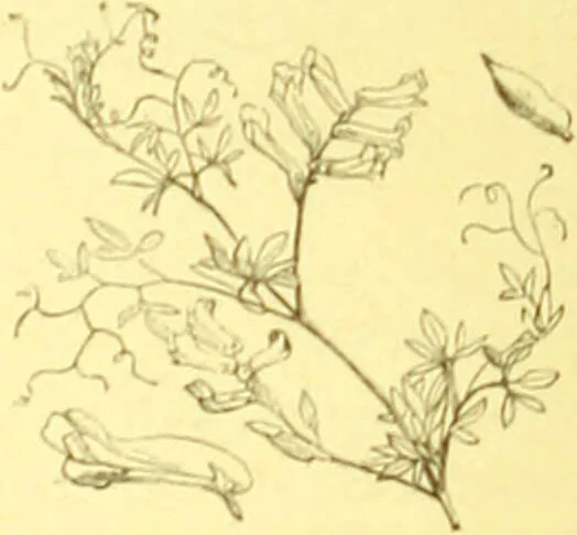 An illustration from Flore pittoresque de la France : anatomie, physiologie, classification, description des plantes indigènes et cultivées au point de vue de l'agriculture, de l'horticulture et de la sylviculture / publiée sous la direction de J. Rothschild., 1885, leaf 122