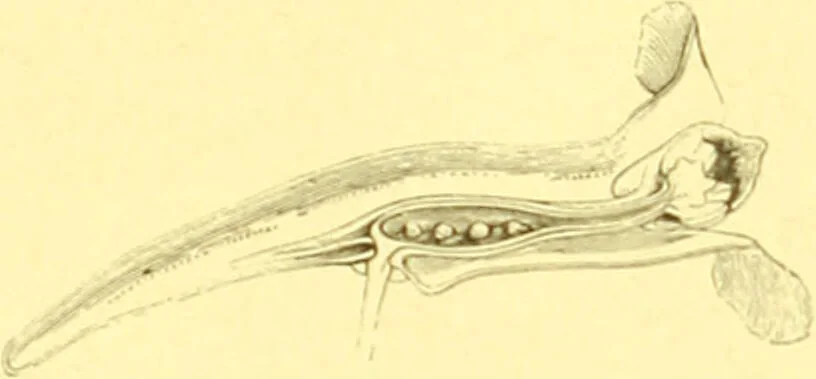 An illustration from Flore pittoresque de la France : anatomie, physiologie, classification, description des plantes indigènes et cultivées au point de vue de l'agriculture, de l'horticulture et de la sylviculture / publiée sous la direction de J. Rothschild., 1885, leaf 122