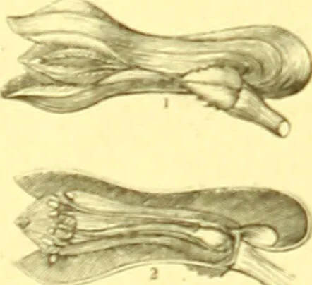 An illustration from Flore pittoresque de la France : anatomie, physiologie, classification, description des plantes indigènes et cultivées au point de vue de l'agriculture, de l'horticulture et de la sylviculture / publiée sous la direction de J. Rothschild., 1885, leaf 122