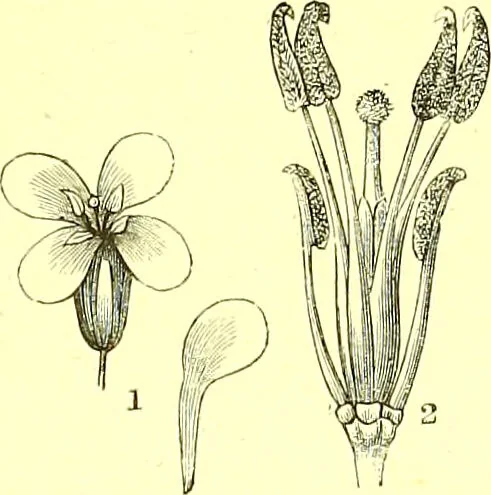 An illustration from Flore pittoresque de la France : anatomie, physiologie, classification, description des plantes indigènes et cultivées au point de vue de l'agriculture, de l'horticulture et de la sylviculture / publiée sous la direction de J. Rothschild., 1885, leaf 125