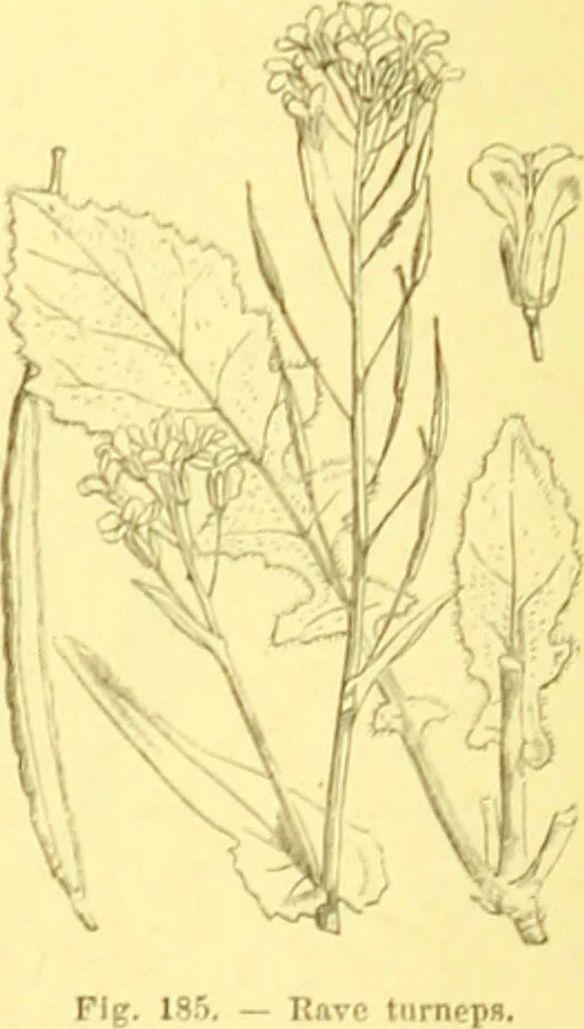 An illustration from Flore pittoresque de la France : anatomie, physiologie, classification, description des plantes indigènes et cultivées au point de vue de l'agriculture, de l'horticulture et de la sylviculture / publiée sous la direction de J. Rothschild., 1885, leaf 126