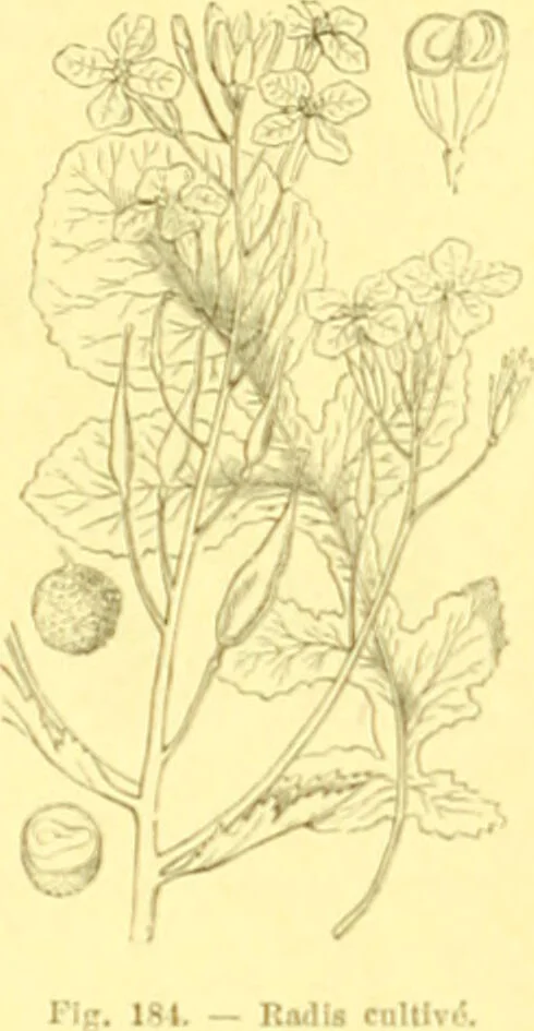 An illustration from Flore pittoresque de la France : anatomie, physiologie, classification, description des plantes indigènes et cultivées au point de vue de l'agriculture, de l'horticulture et de la sylviculture / publiée sous la direction de J. Rothschild., 1885, leaf 126