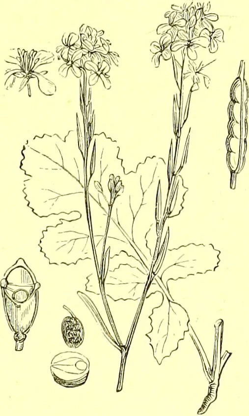 An illustration from Flore pittoresque de la France : anatomie, physiologie, classification, description des plantes indigènes et cultivées au point de vue de l'agriculture, de l'horticulture et de la sylviculture / publiée sous la direction de J. Rothschild., 1885, leaf 129