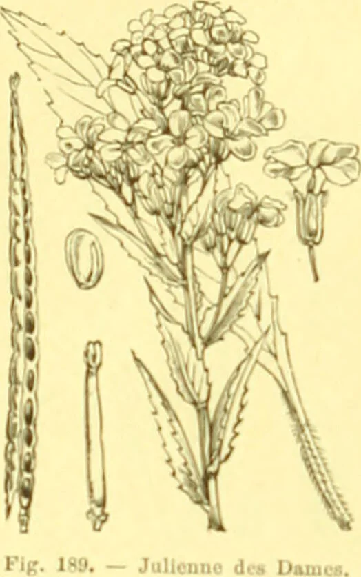 An illustration from Flore pittoresque de la France : anatomie, physiologie, classification, description des plantes indigènes et cultivées au point de vue de l'agriculture, de l'horticulture et de la sylviculture / publiée sous la direction de J. Rothschild., 1885, leaf 130