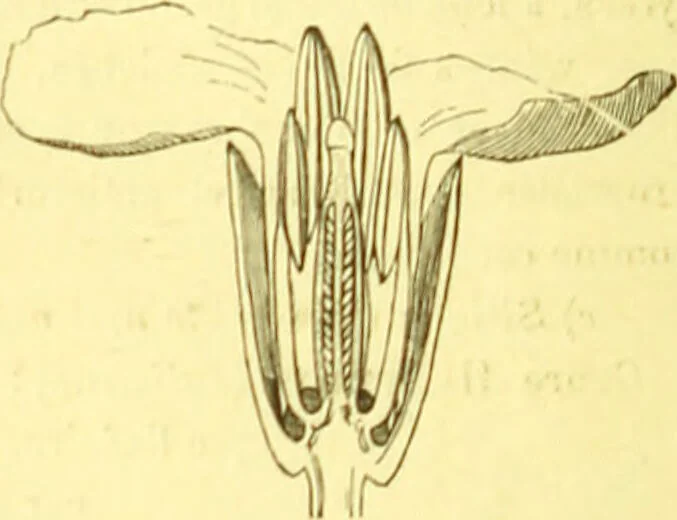 An illustration from Flore pittoresque de la France : anatomie, physiologie, classification, description des plantes indigènes et cultivées au point de vue de l'agriculture, de l'horticulture et de la sylviculture / publiée sous la direction de J. Rothschild., 1885, leaf 130
