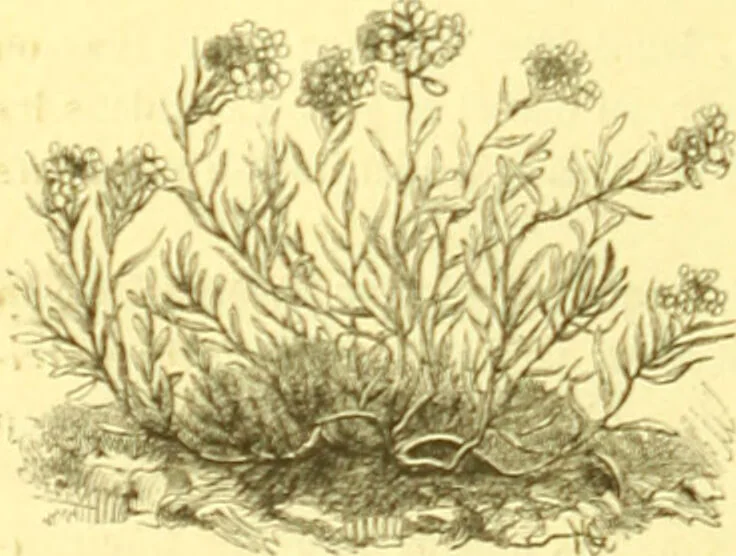 An illustration from Flore pittoresque de la France : anatomie, physiologie, classification, description des plantes indigènes et cultivées au point de vue de l'agriculture, de l'horticulture et de la sylviculture / publiée sous la direction de J. Rothschild., 1885, leaf 130