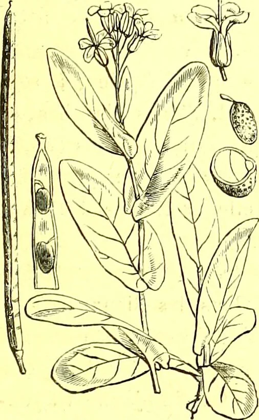 An illustration from Flore pittoresque de la France : anatomie, physiologie, classification, description des plantes indigènes et cultivées au point de vue de l'agriculture, de l'horticulture et de la sylviculture / publiée sous la direction de J. Rothschild., 1885, leaf 131