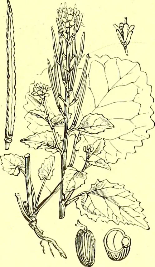 An illustration from Flore pittoresque de la France : anatomie, physiologie, classification, description des plantes indigènes et cultivées au point de vue de l'agriculture, de l'horticulture et de la sylviculture / publiée sous la direction de J. Rothschild., 1885, leaf 131