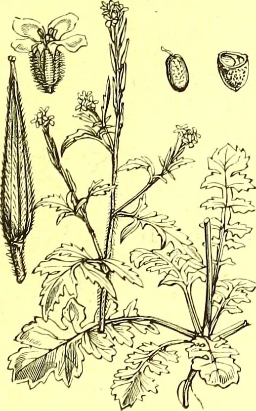 An illustration from Flore pittoresque de la France : anatomie, physiologie, classification, description des plantes indigènes et cultivées au point de vue de l'agriculture, de l'horticulture et de la sylviculture / publiée sous la direction de J. Rothschild., 1885, leaf 131