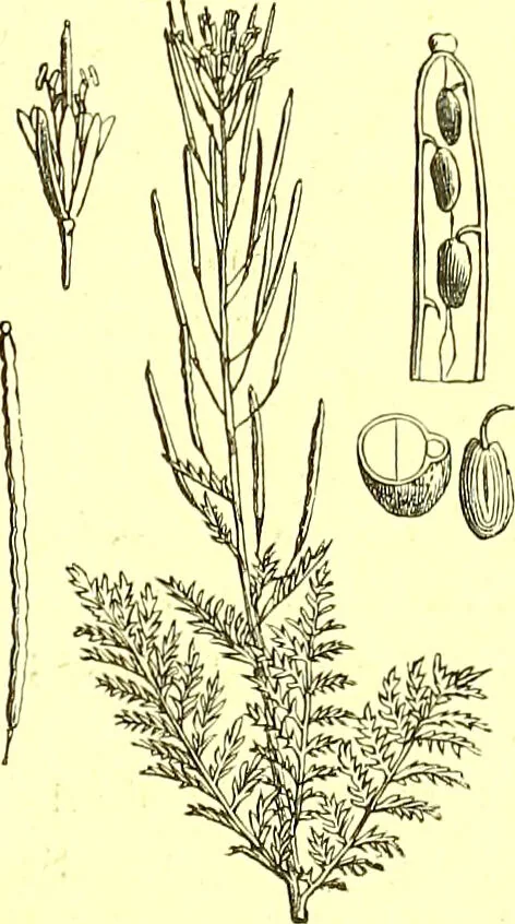 An illustration from Flore pittoresque de la France : anatomie, physiologie, classification, description des plantes indigènes et cultivées au point de vue de l'agriculture, de l'horticulture et de la sylviculture / publiée sous la direction de J. Rothschild., 1885, leaf 131