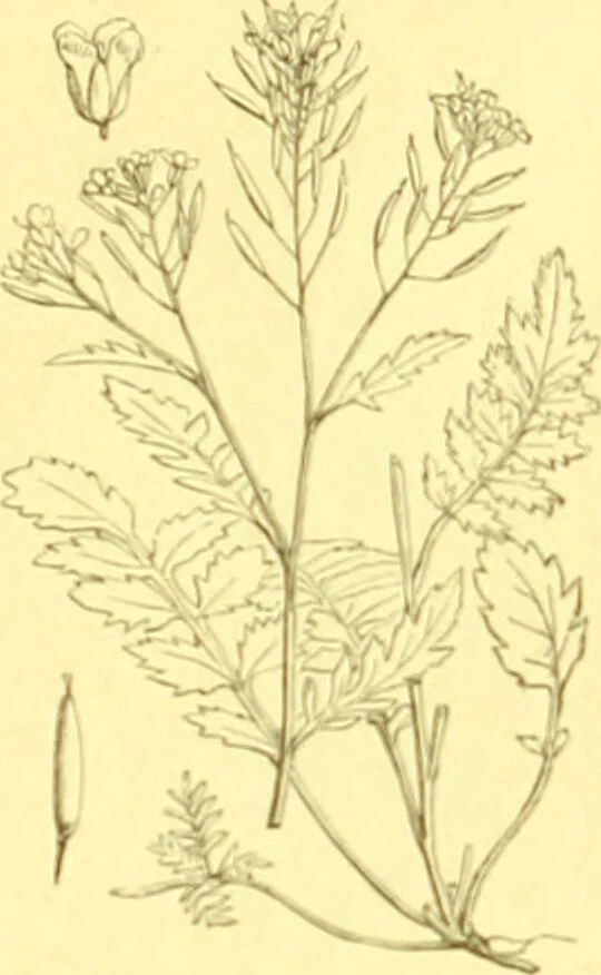 An illustration from Flore pittoresque de la France : anatomie, physiologie, classification, description des plantes indigènes et cultivées au point de vue de l'agriculture, de l'horticulture et de la sylviculture / publiée sous la direction de J. Rothschild., 1885, leaf 132
