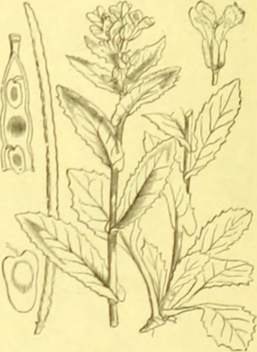 An illustration from Flore pittoresque de la France : anatomie, physiologie, classification, description des plantes indigènes et cultivées au point de vue de l'agriculture, de l'horticulture et de la sylviculture / publiée sous la direction de J. Rothschild., 1885, leaf 132