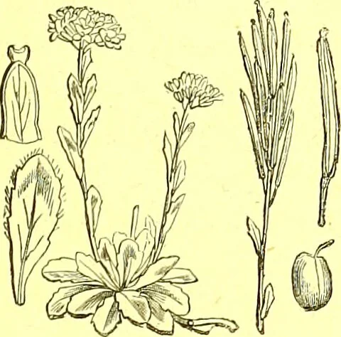 An illustration from Flore pittoresque de la France : anatomie, physiologie, classification, description des plantes indigènes et cultivées au point de vue de l'agriculture, de l'horticulture et de la sylviculture / publiée sous la direction de J. Rothschild., 1885, leaf 133
