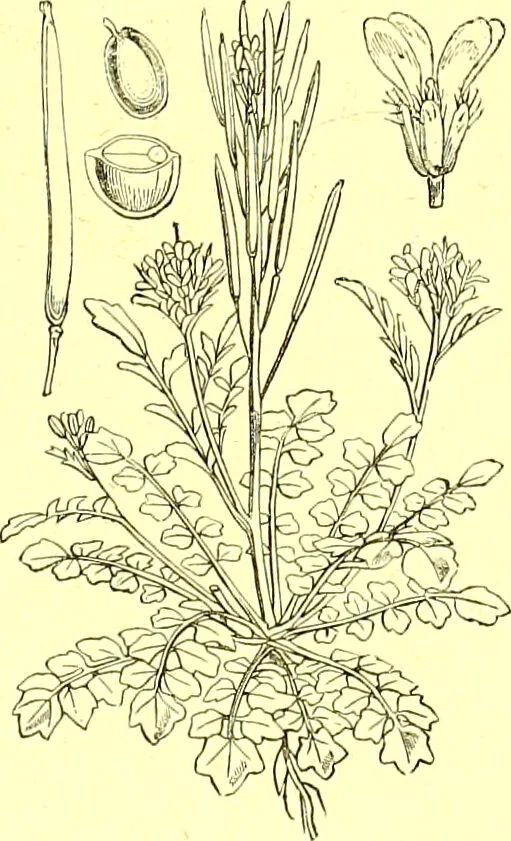 An illustration from Flore pittoresque de la France : anatomie, physiologie, classification, description des plantes indigènes et cultivées au point de vue de l'agriculture, de l'horticulture et de la sylviculture / publiée sous la direction de J. Rothschild., 1885, leaf 133