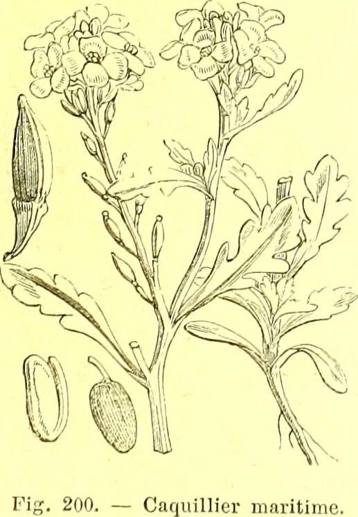 An illustration from Flore pittoresque de la France : anatomie, physiologie, classification, description des plantes indigènes et cultivées au point de vue de l'agriculture, de l'horticulture et de la sylviculture / publiée sous la direction de J. Rothschild., 1885, leaf 133