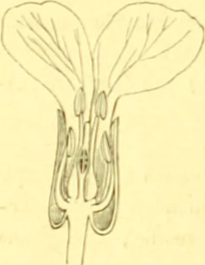 An illustration from Flore pittoresque de la France : anatomie, physiologie, classification, description des plantes indigènes et cultivées au point de vue de l'agriculture, de l'horticulture et de la sylviculture / publiée sous la direction de J. Rothschild., 1885, leaf 134