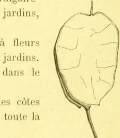 An illustration from Flore pittoresque de la France : anatomie, physiologie, classification, description des plantes indigènes et cultivées au point de vue de l'agriculture, de l'horticulture et de la sylviculture / publiée sous la direction de J. Rothschild., 1885, leaf 134
