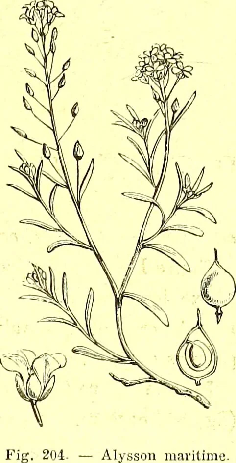 An illustration from Flore pittoresque de la France : anatomie, physiologie, classification, description des plantes indigènes et cultivées au point de vue de l'agriculture, de l'horticulture et de la sylviculture / publiée sous la direction de J. Rothschild., 1885, leaf 135