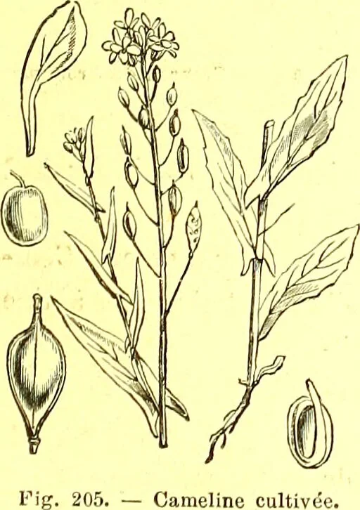 An illustration from Flore pittoresque de la France : anatomie, physiologie, classification, description des plantes indigènes et cultivées au point de vue de l'agriculture, de l'horticulture et de la sylviculture / publiée sous la direction de J. Rothschild., 1885, leaf 135