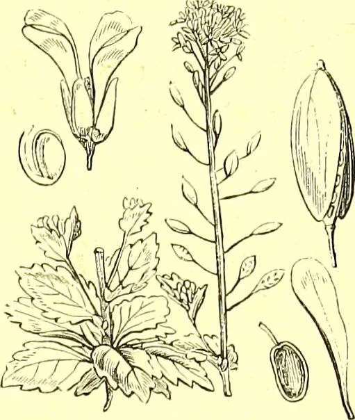 An illustration from Flore pittoresque de la France : anatomie, physiologie, classification, description des plantes indigènes et cultivées au point de vue de l'agriculture, de l'horticulture et de la sylviculture / publiée sous la direction de J. Rothschild., 1885, leaf 135
