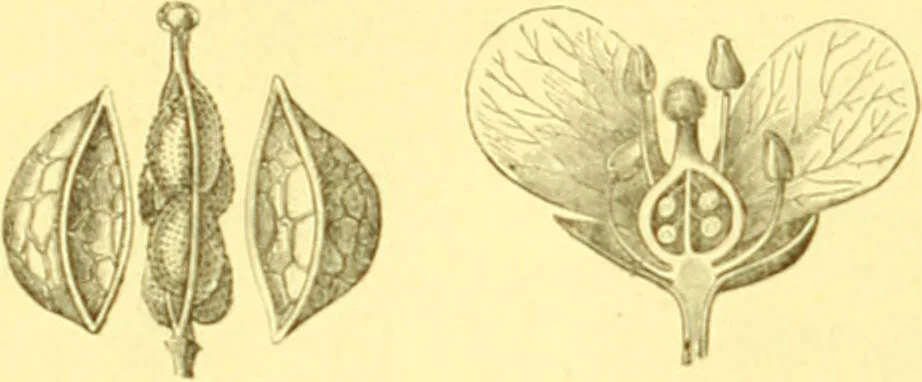 An illustration from Flore pittoresque de la France : anatomie, physiologie, classification, description des plantes indigènes et cultivées au point de vue de l'agriculture, de l'horticulture et de la sylviculture / publiée sous la direction de J. Rothschild., 1885, leaf 136