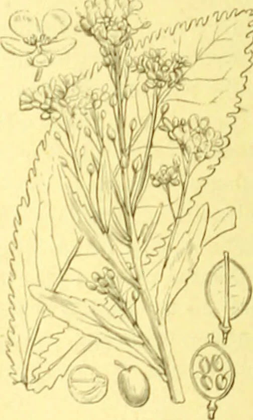 An illustration from Flore pittoresque de la France : anatomie, physiologie, classification, description des plantes indigènes et cultivées au point de vue de l'agriculture, de l'horticulture et de la sylviculture / publiée sous la direction de J. Rothschild., 1885, leaf 136
