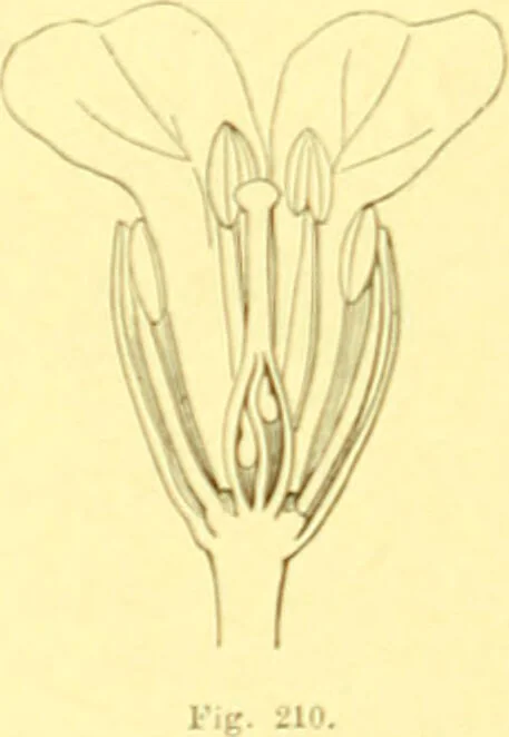An illustration from Flore pittoresque de la France : anatomie, physiologie, classification, description des plantes indigènes et cultivées au point de vue de l'agriculture, de l'horticulture et de la sylviculture / publiée sous la direction de J. Rothschild., 1885, leaf 136