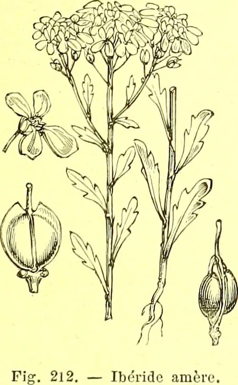 An illustration from Flore pittoresque de la France : anatomie, physiologie, classification, description des plantes indigènes et cultivées au point de vue de l'agriculture, de l'horticulture et de la sylviculture / publiée sous la direction de J. Rothschild., 1885, leaf 139