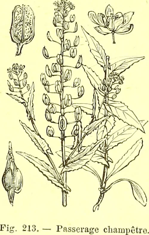 An illustration from Flore pittoresque de la France : anatomie, physiologie, classification, description des plantes indigènes et cultivées au point de vue de l'agriculture, de l'horticulture et de la sylviculture / publiée sous la direction de J. Rothschild., 1885, leaf 139