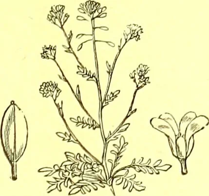 An illustration from Flore pittoresque de la France : anatomie, physiologie, classification, description des plantes indigènes et cultivées au point de vue de l'agriculture, de l'horticulture et de la sylviculture / publiée sous la direction de J. Rothschild., 1885, leaf 139