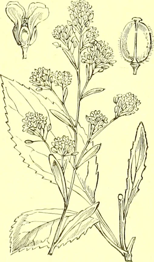 An illustration from Flore pittoresque de la France : anatomie, physiologie, classification, description des plantes indigènes et cultivées au point de vue de l'agriculture, de l'horticulture et de la sylviculture / publiée sous la direction de J. Rothschild., 1885, leaf 139